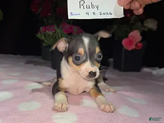 Chihuahua dogs for sale: Ruby - Ad 1