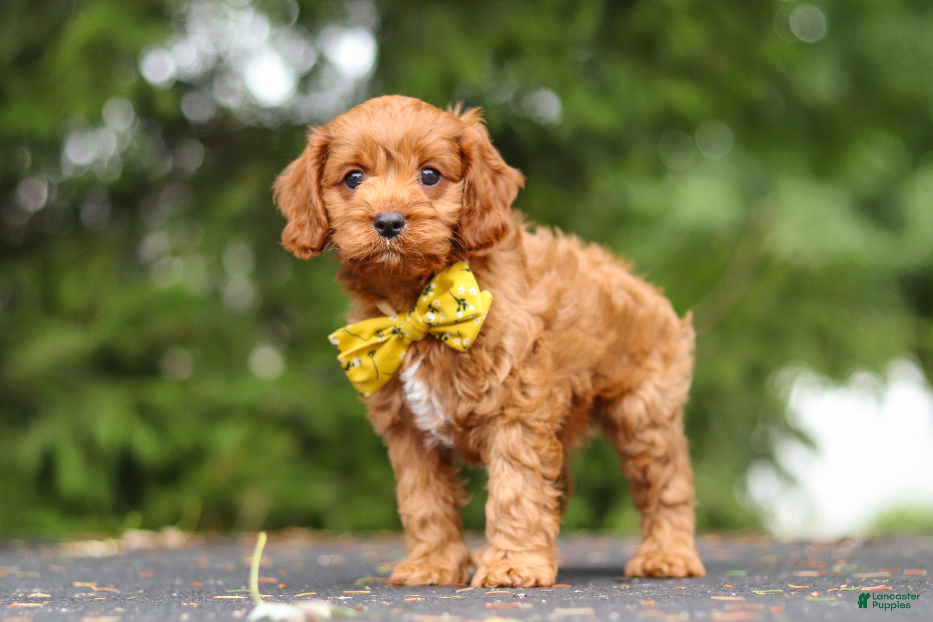 Cavapoo dogs Jagger - Ad 2