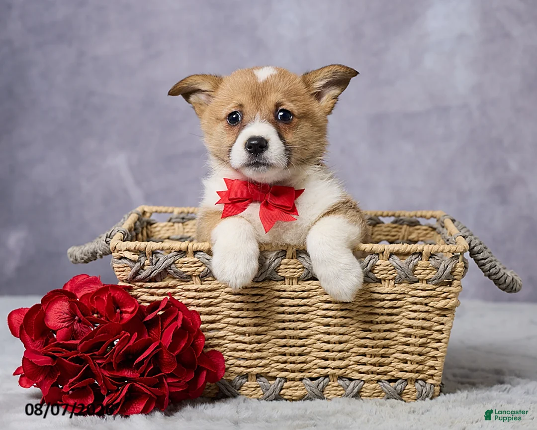 Welsh Corgi Pembroke dogs for sale: Axel - Ad 1