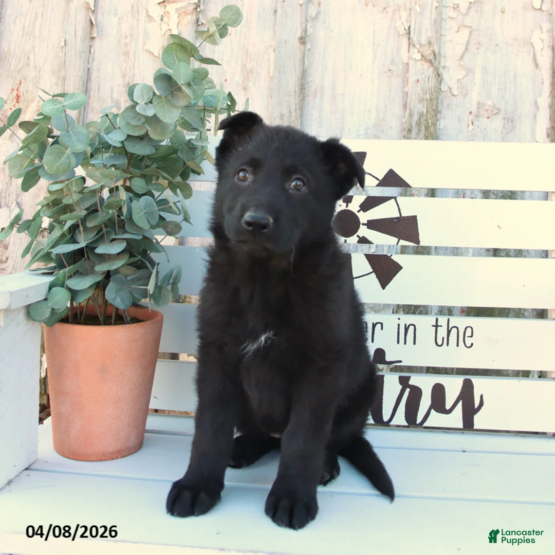 German Shepherd dogs for sale: Chloe - Ad 3