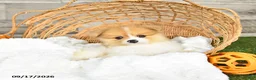 Pomeranian dogs for sale: Nolan - Ad 4
