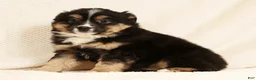 Miniature Australian Shepherd dogs for sale: Ella - Ad 6