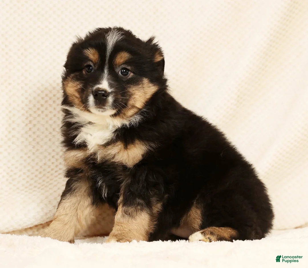 Miniature Australian Shepherd dogs for sale: Ella - Ad 6