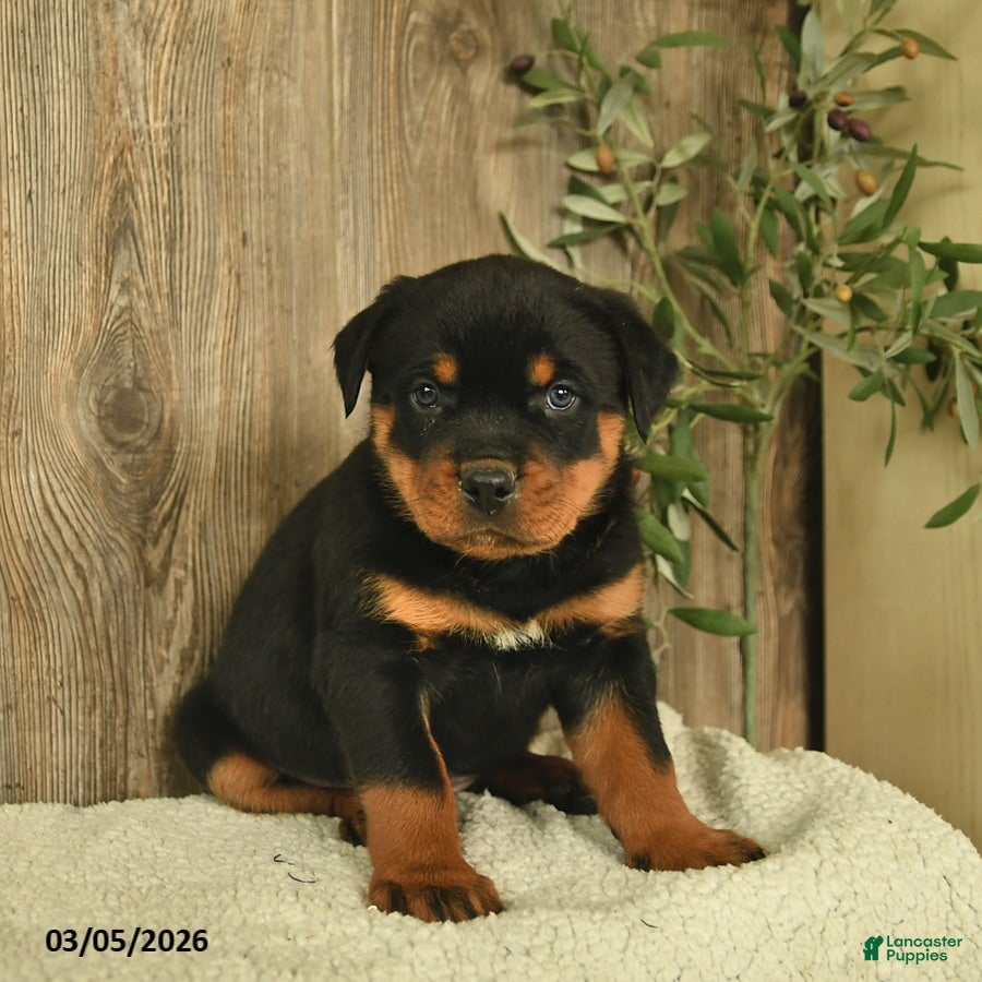 Rottweiler dogs Lucky  - Ad 2