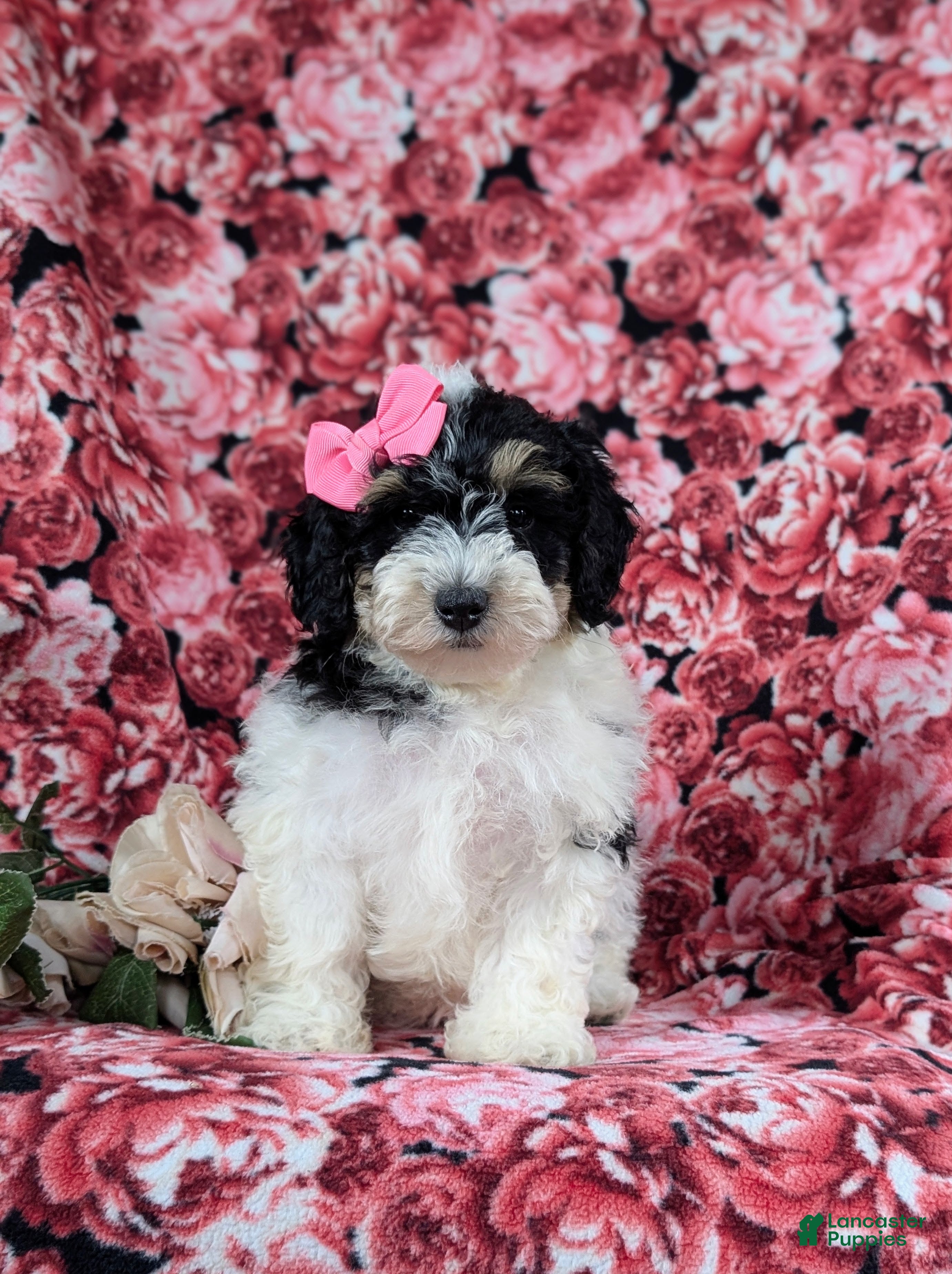 Bichpoo dogs Ginny - Ad 2