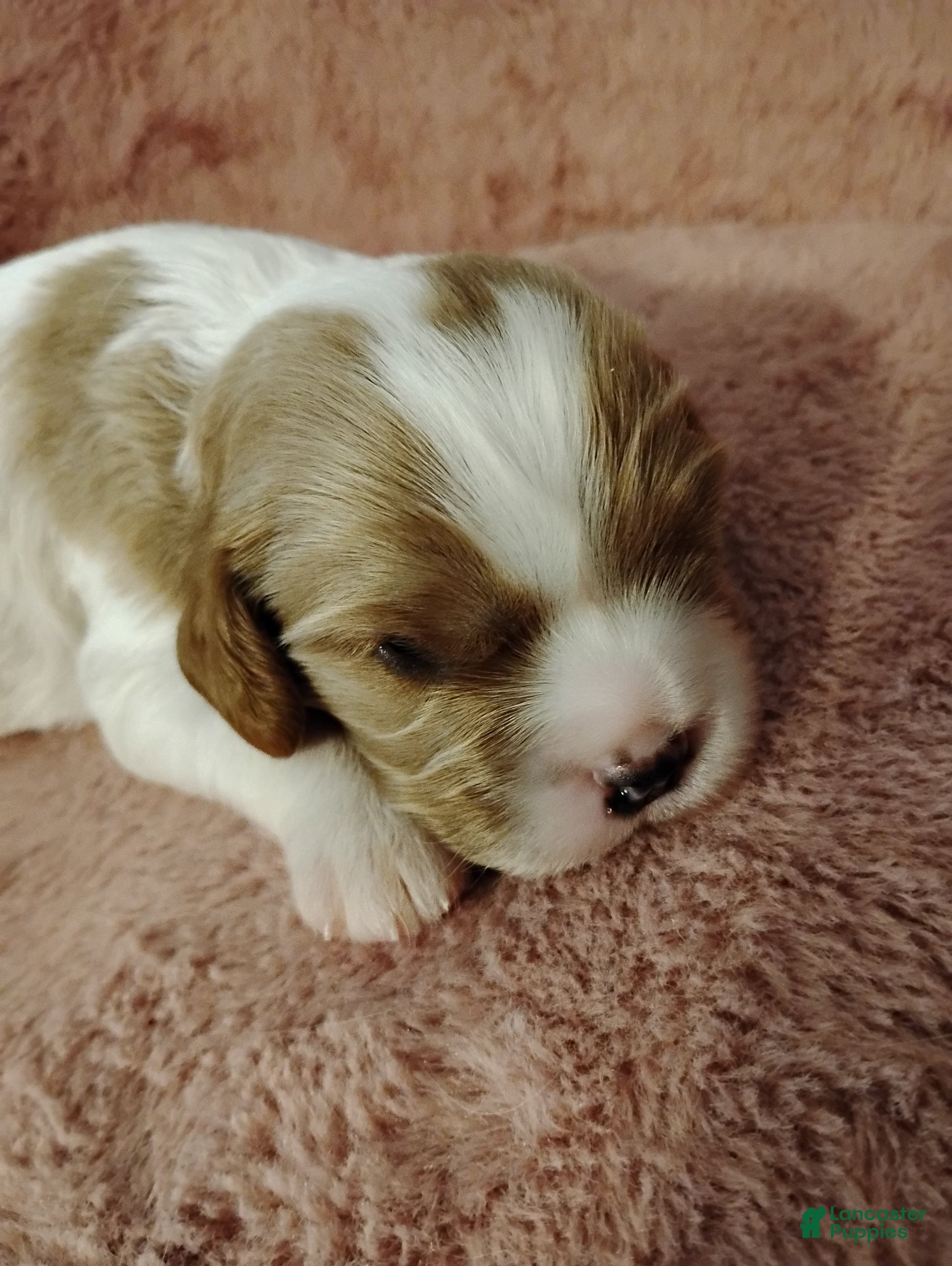 Cavalier King Charles Spaniel dogs Dexter - Ad 27