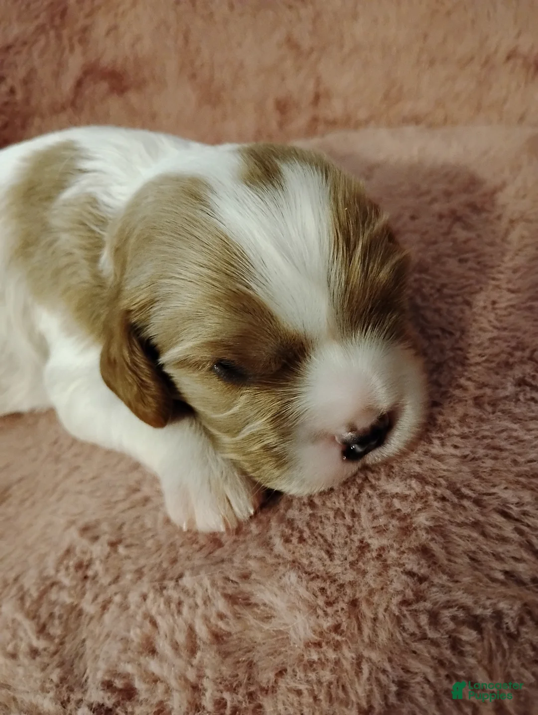 Cavalier King Charles Spaniel dogs for sale: Dexter - Ad 1
