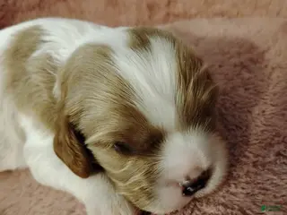 Cavalier King Charles Spaniel dogs Dexter - Ad 39