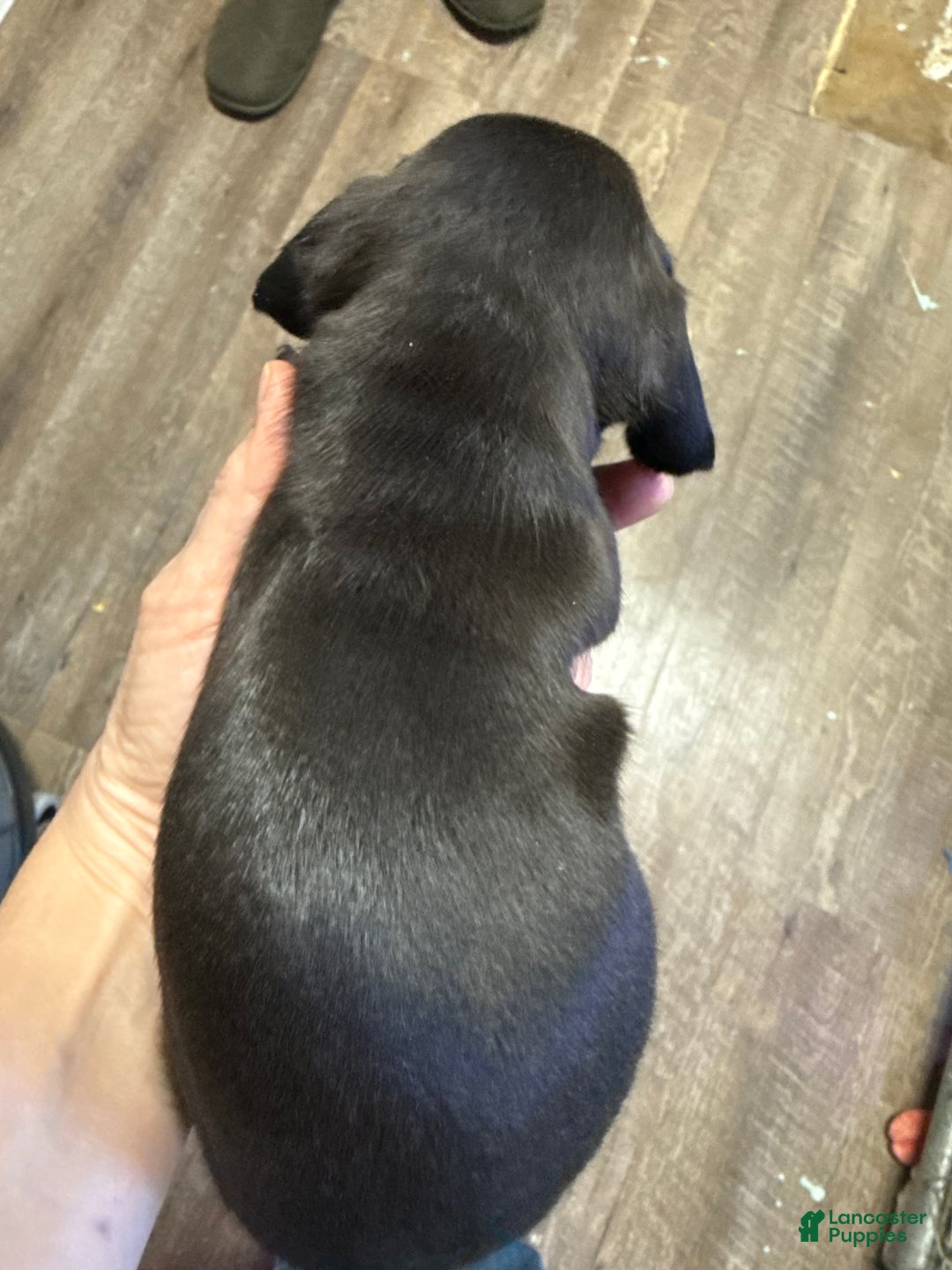 Miniature Dachshund dogs for sale: Miniature Dachshund Puppy 1 - Ad 2