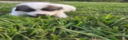 Great Pyrenees dogs for sale: Robin - Ad 8