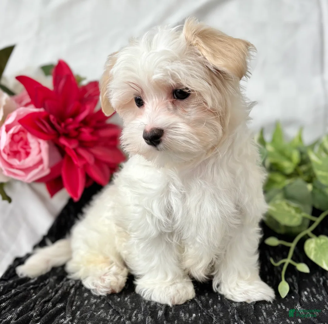 Maltese dogs for sale: Colton - Ad 2