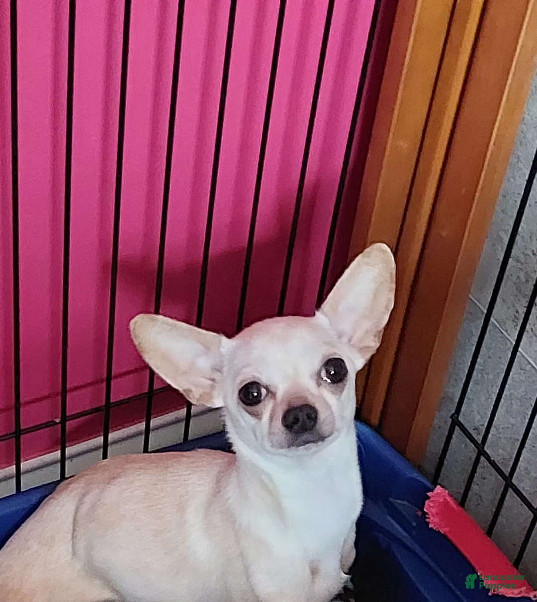 Chihuahua dogs for sale: Nana - Ad 11