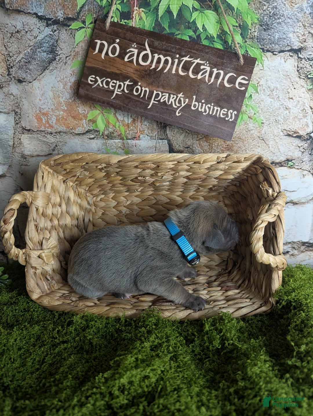 Great Dane dogs for sale: Precious Blue Brindle Female Great Dane Puppy - Ad 6