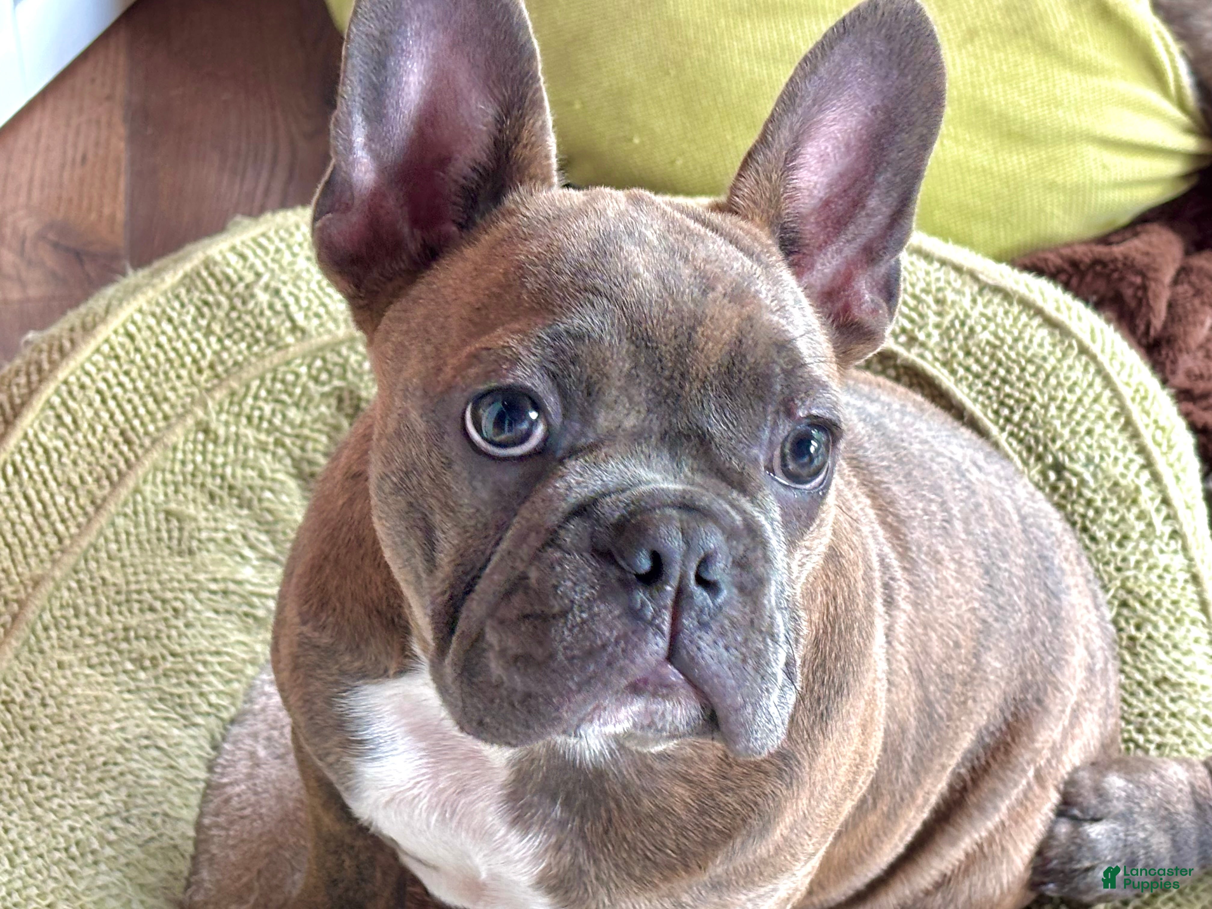 Frenchton dogs Hotei - Ad 22