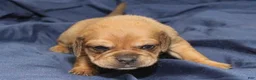 Puggle dogs for sale: Chewy - Ad 69