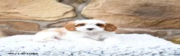 Cavapoo dogs for sale: Marshmallow - Ad 8