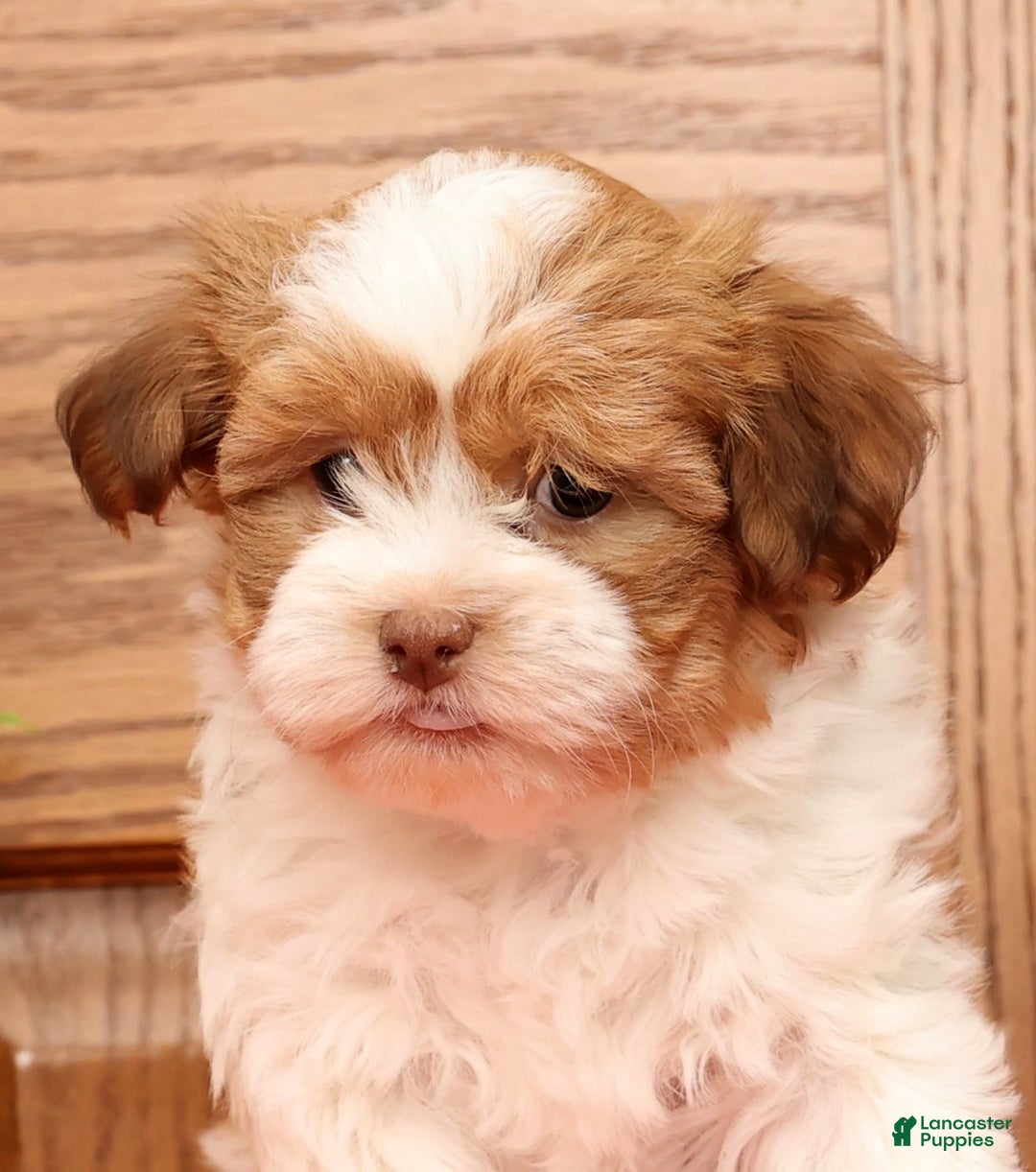 Havanese dogs for sale: Tonya - Ad 8