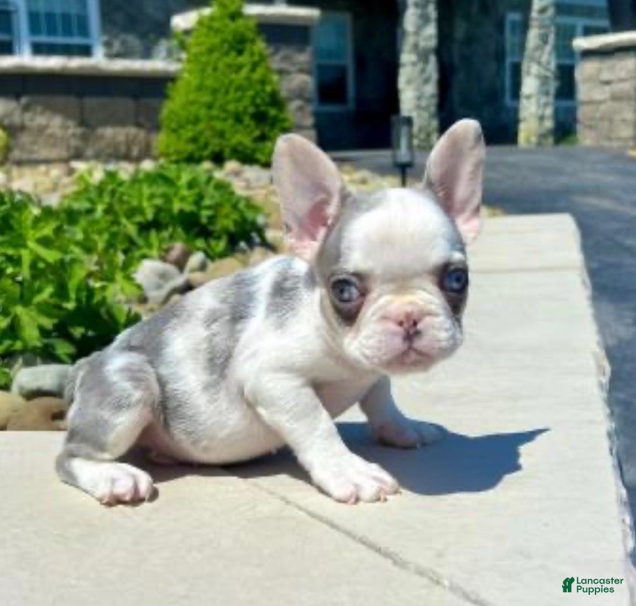 French Bulldog dogs Benson - Ad 2