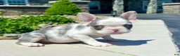 French Bulldog dogs for sale: Benson - Ad 2