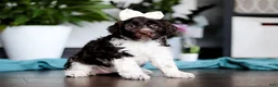 Portuguese Water Dog dogs for sale: Lily - Ad 4