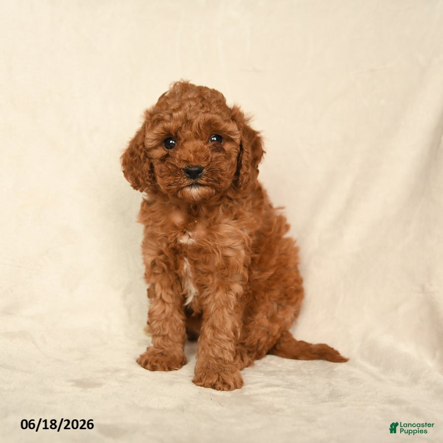 Cavapoo dogs Honey - Ad 2