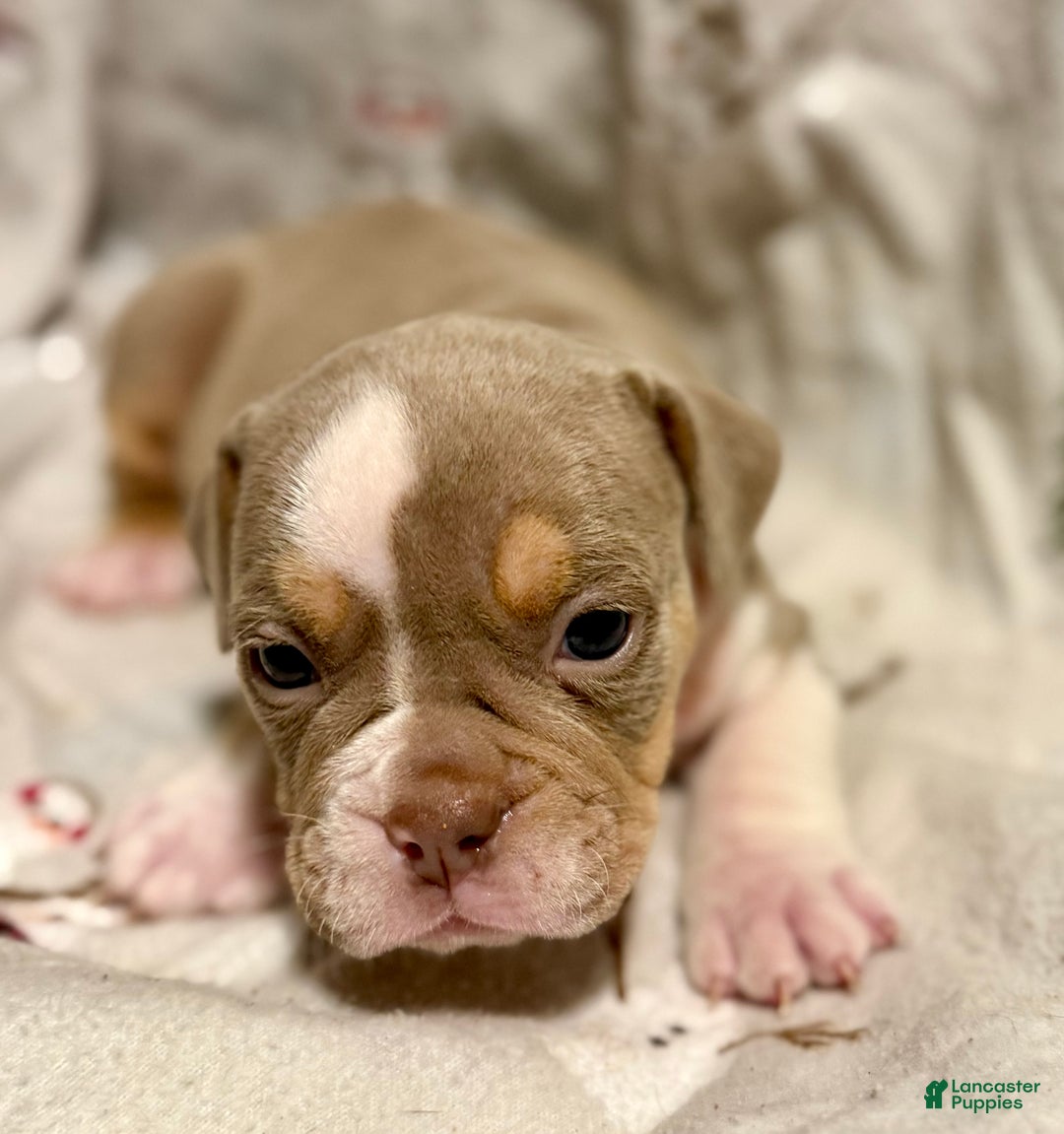 Olde English Bulldogge dogs for sale: Spencer - Ad 4