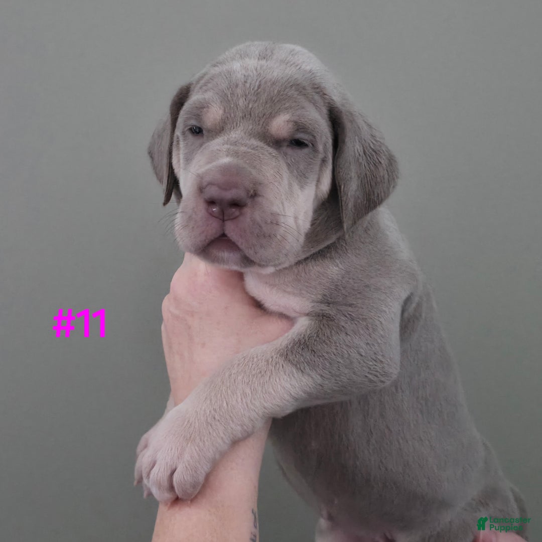 Great Dane dogs for sale: Great Dane Puppy 11 - Ad 4