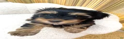 Yorkshire Terrier dogs for sale: Yorkshire Terrier 1 - Ad 3