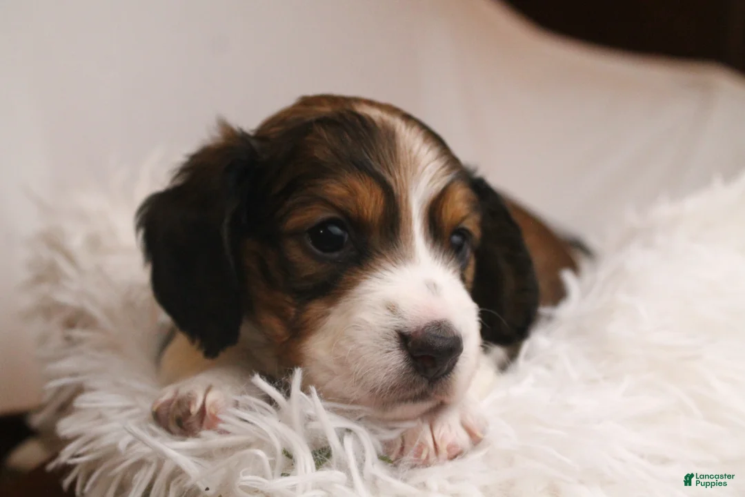 Dachshund dogs for sale: Valentine - Ad 11