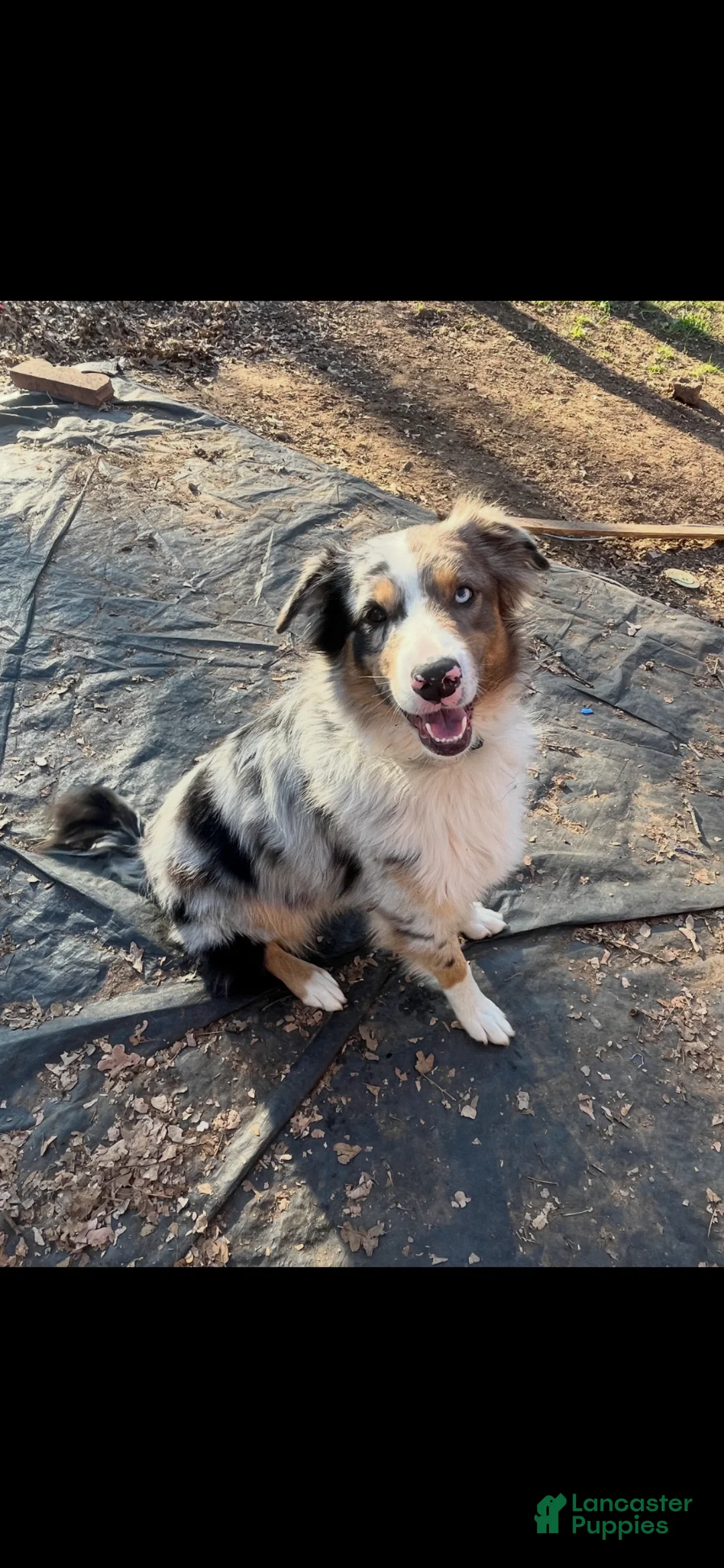 Australian Shepherd dogs for sale: Panda - Ad 13