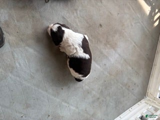 English Springer Spaniel dogs Olivia - Ad 1