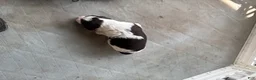 English Springer Spaniel dogs for sale: Olivia - Ad 1