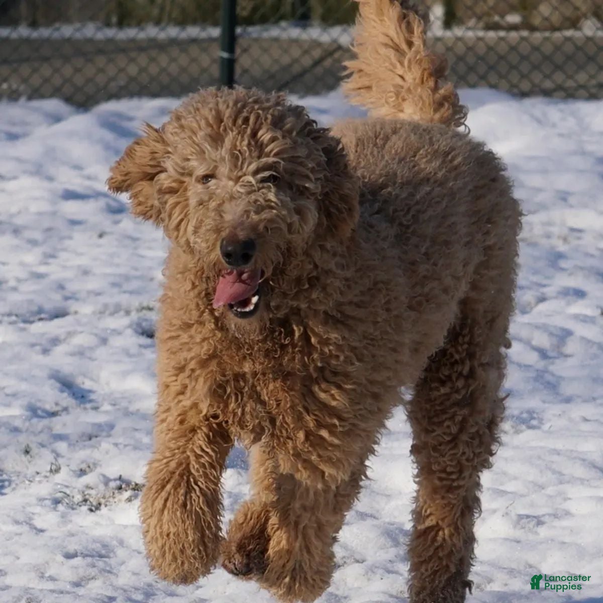 Miniature Labradoodle dogs RF B4 - Ad 2