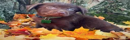 Labrador Retriever dogs for sale: Labrador Retriever 1 - Ad 15