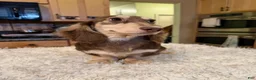 Miniature Dachshund dogs for sale: Chocolate and Cream AKC  - Ad 1