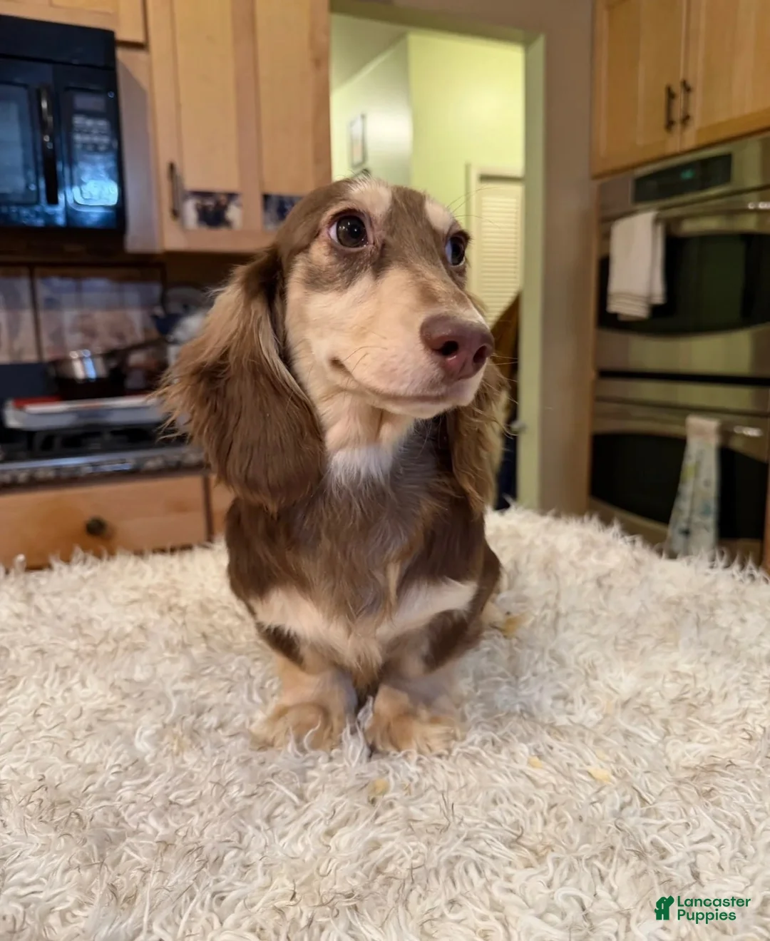 Miniature Dachshund dogs for sale: Chocolate and Cream AKC  - Ad 1