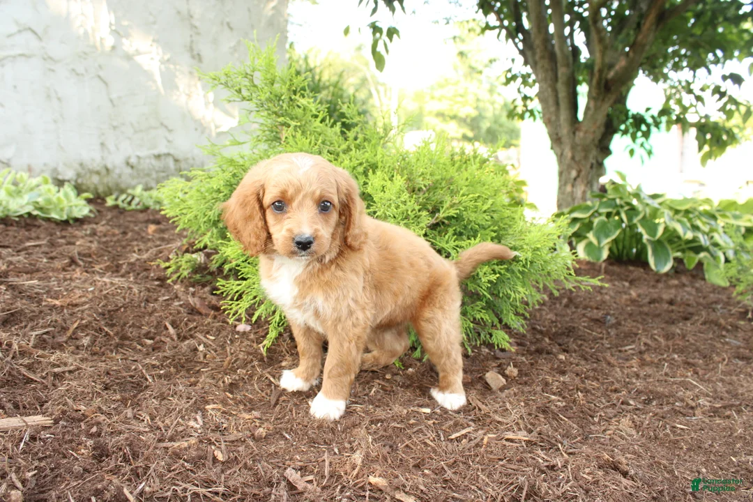 Cavapoo dogs for sale: Andy - Ad 4