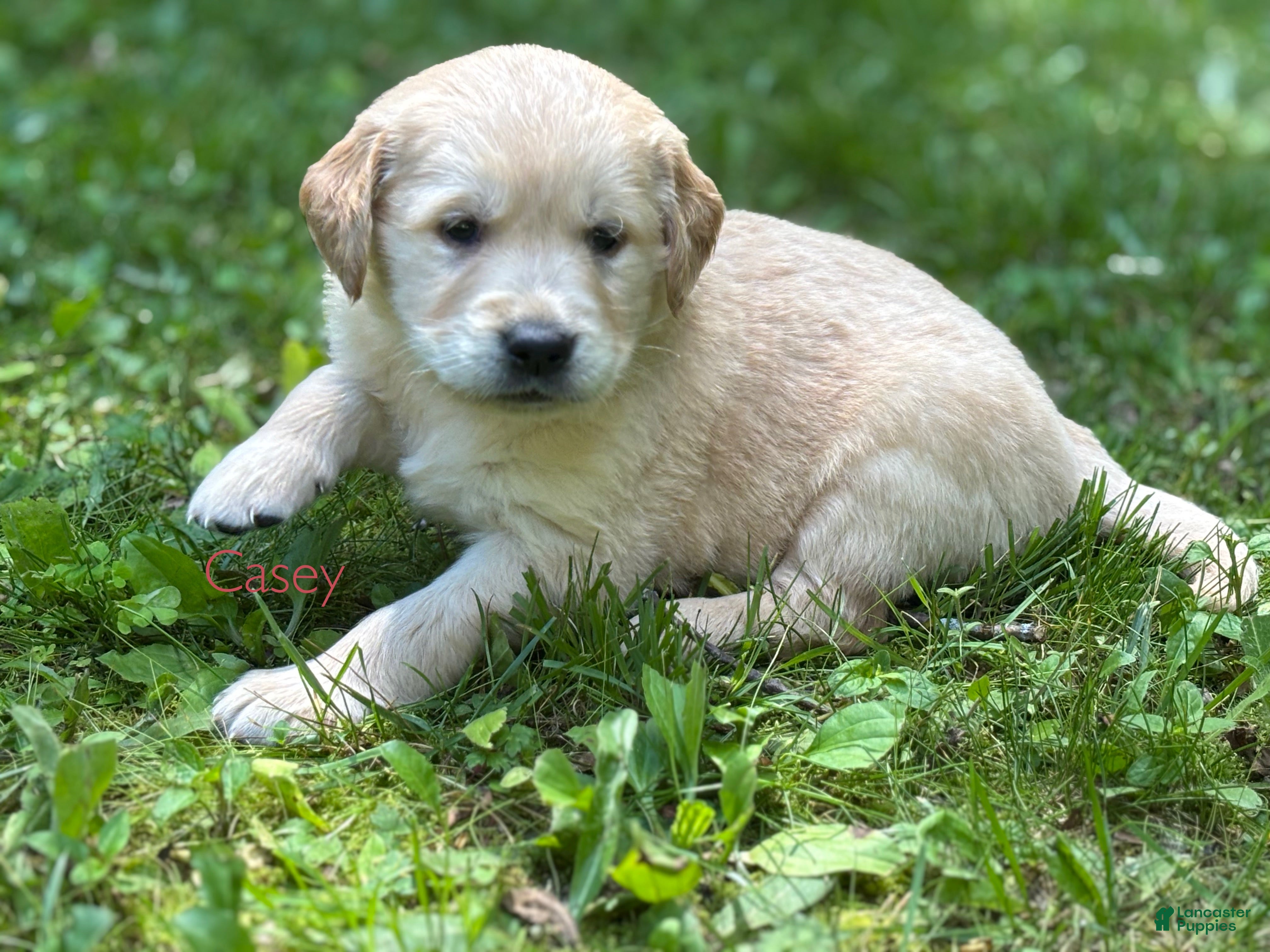 Golden Retriever dogs Casey - Ad 1