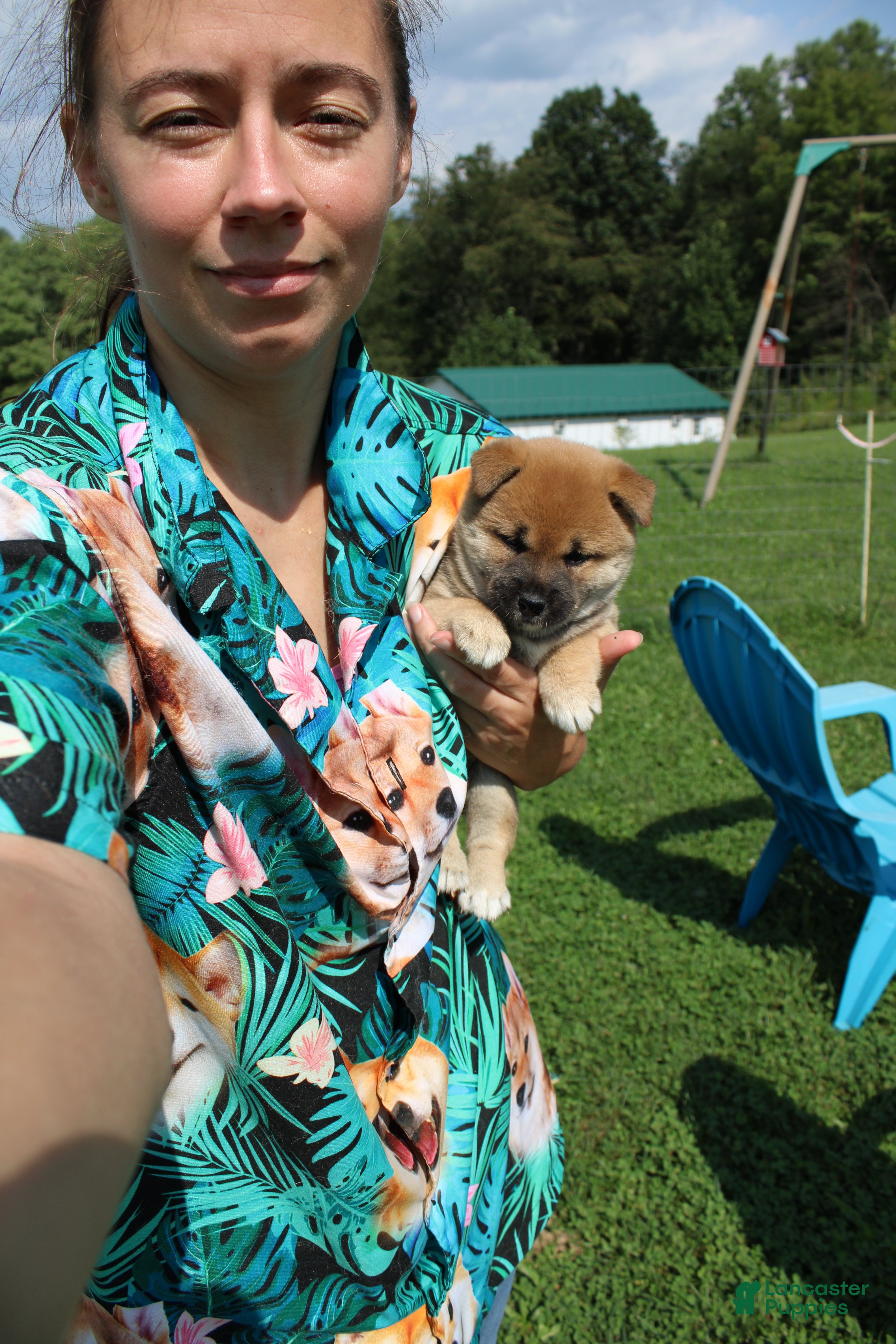Shiba Inu dogs Shrimp - Ad 1