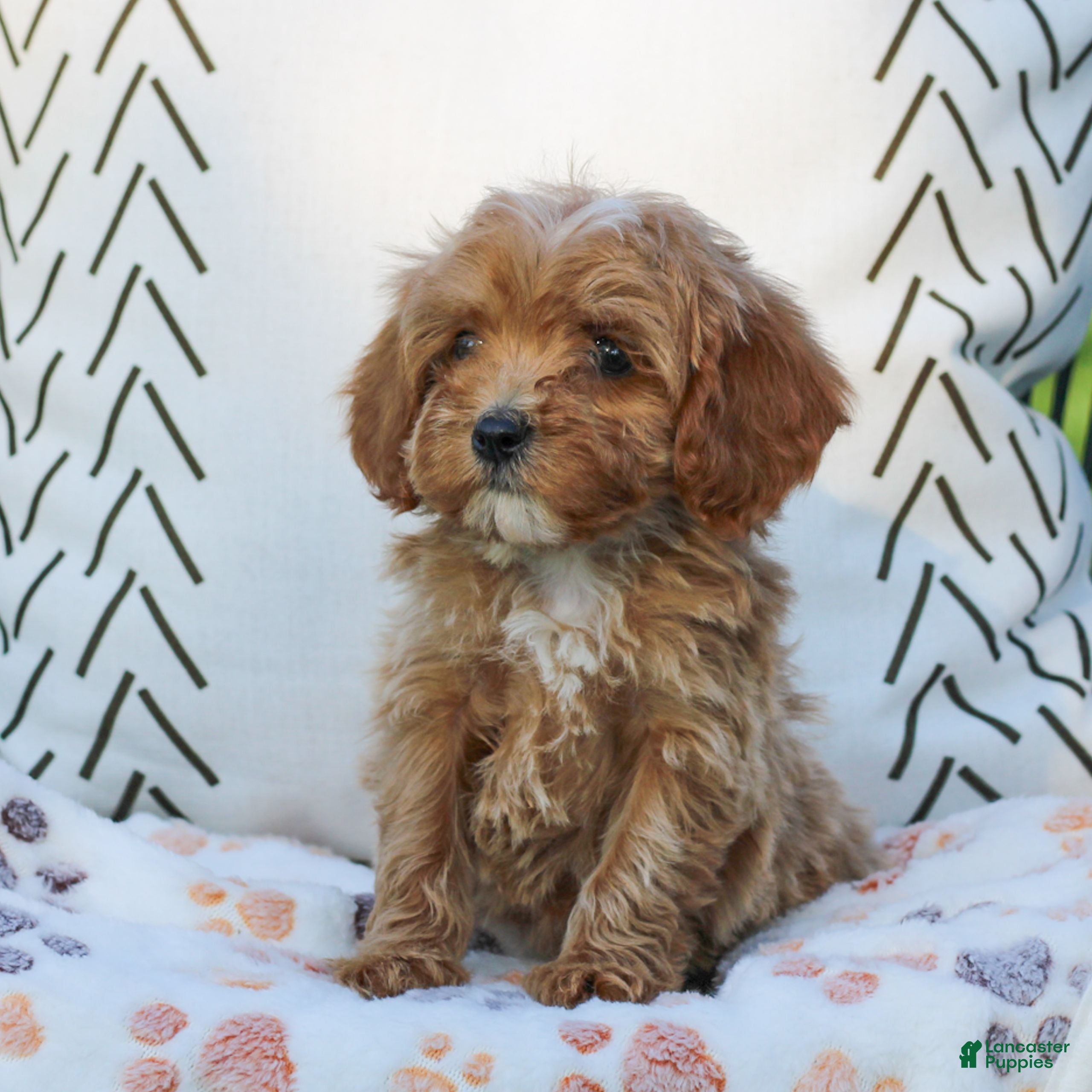 Cavapoo dogs Licorice - Ad 2
