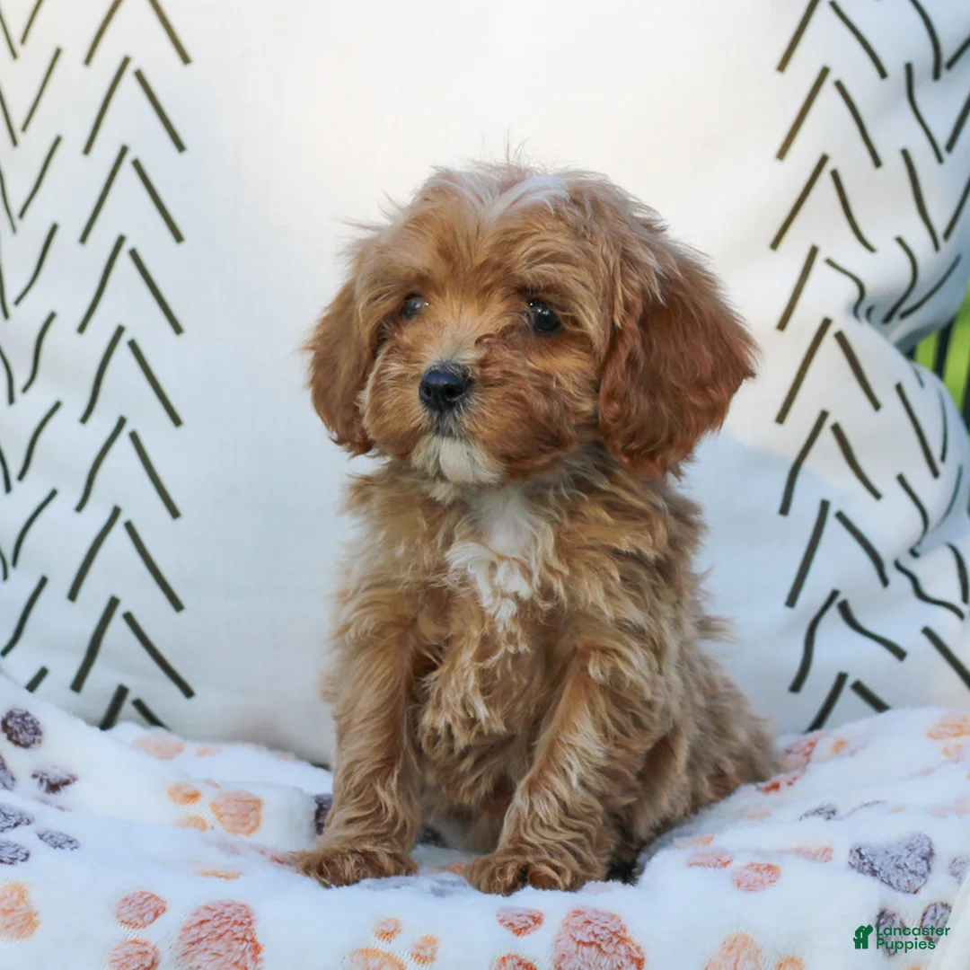 Cavapoo dogs for sale: Licorice - Ad 2