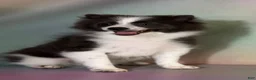 Pomeranian dogs for sale: ACA Sparky - Ad 2