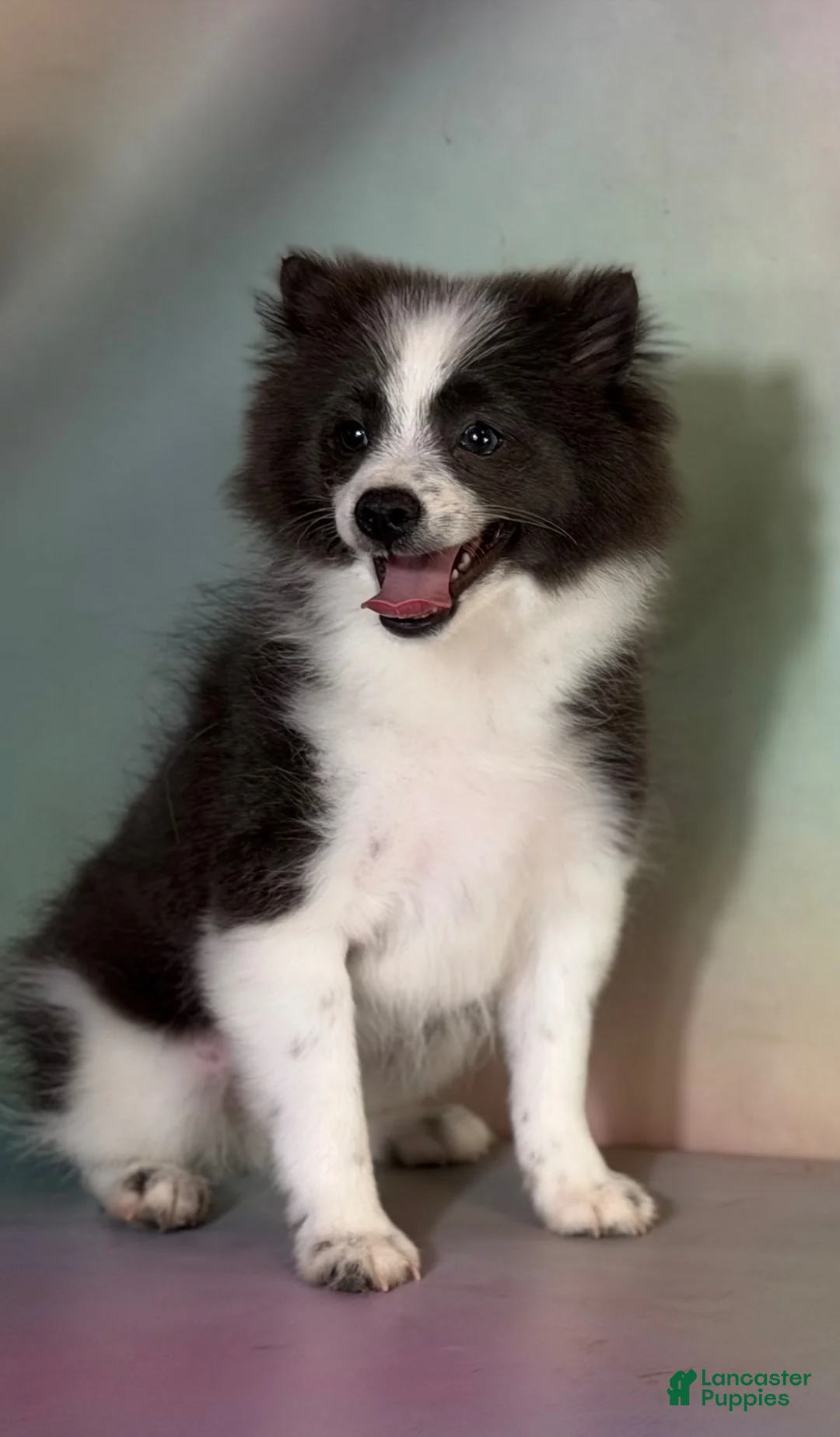 Pomeranian dogs for sale: ACA Sparky - Ad 2