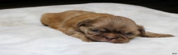 Shih Tzu dogs for sale: Mia - Ad 1