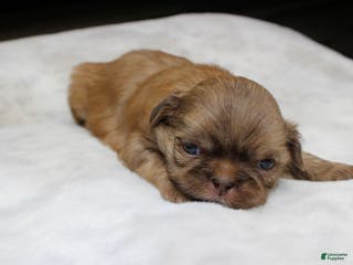Shih Tzu dogs Mia - Ad 16