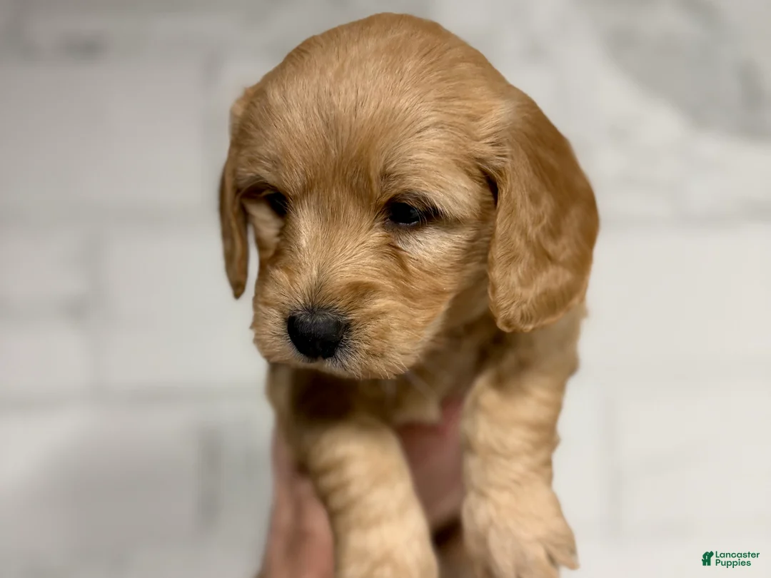 Mini Goldendoodle dogs for sale: Blaze - Ad 1