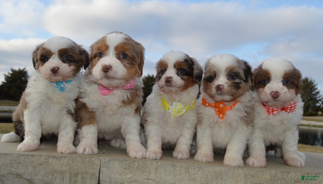 Mini Aussiedoodle dogs for sale: Mini Angel - Ad 16