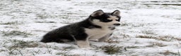 Siberian Husky dogs for sale: Comet - Ad 2
