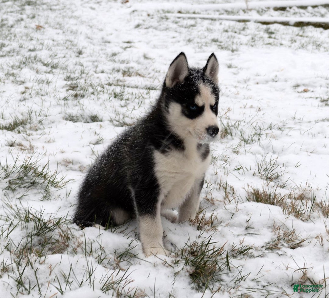 Siberian Husky dogs for sale: Comet - Ad 2
