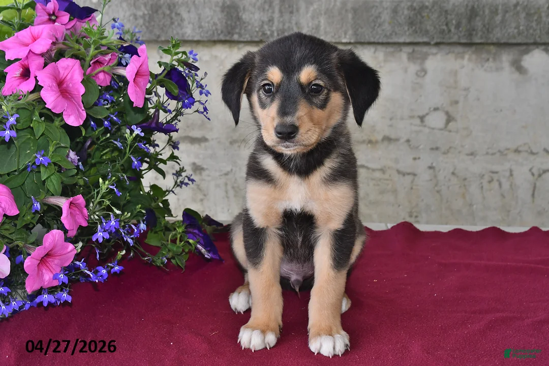 Goberian dogs for sale: Pepper - Ad 1